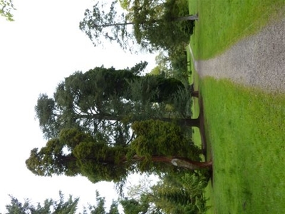 The Pinetum