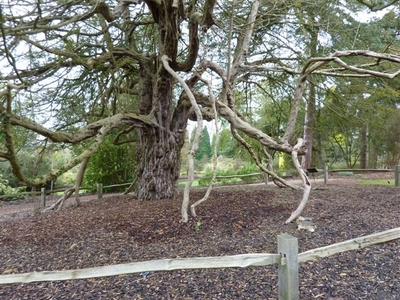 An Old Yew Tree