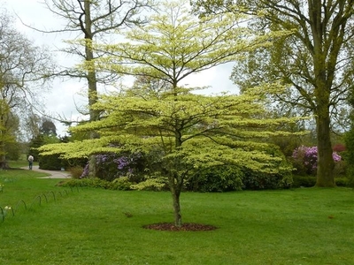 A Young Cornus