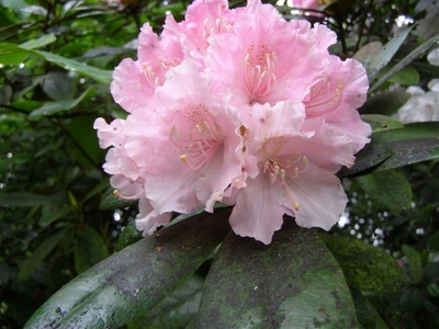 Another Rhododendron