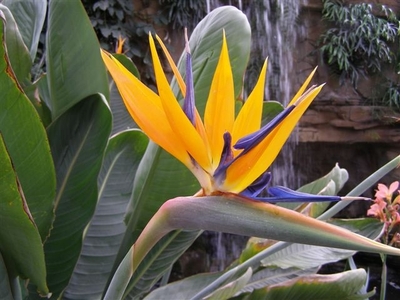 Strelizia Reginae - Bird of Paradise
