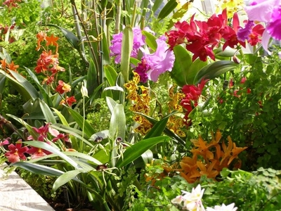 A lovely display in the glasshouse