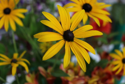 Sept 2019 Annual show