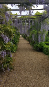 RHS Houghton Hall walled gardens wisteria