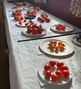 Tomatoes