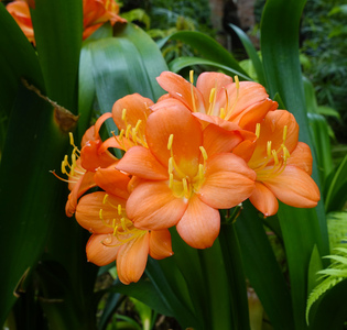 DSC07886-1