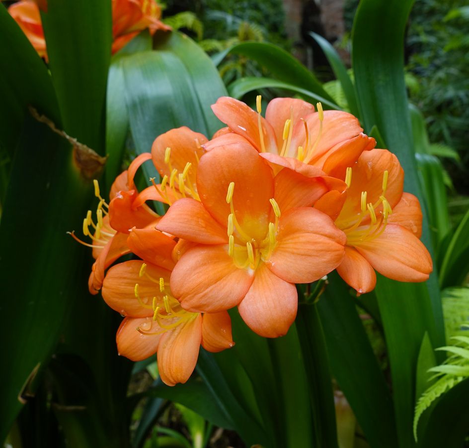 DSC07886-1