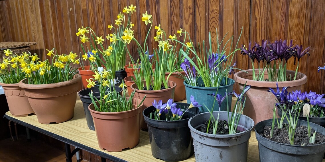 Bulb Show 2026