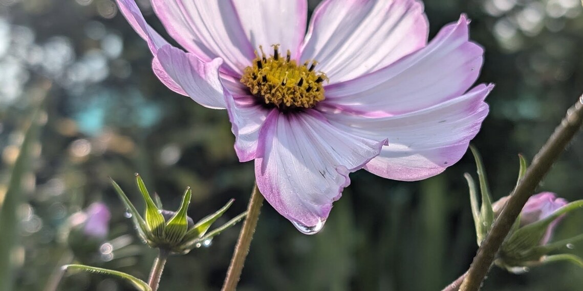 Cosmos
