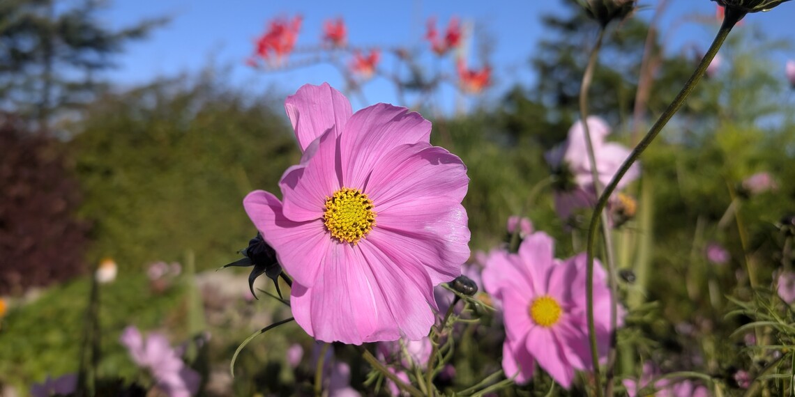 cosmos_II