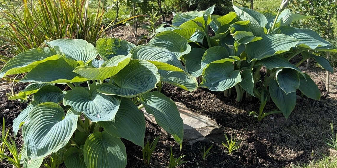 Hostas