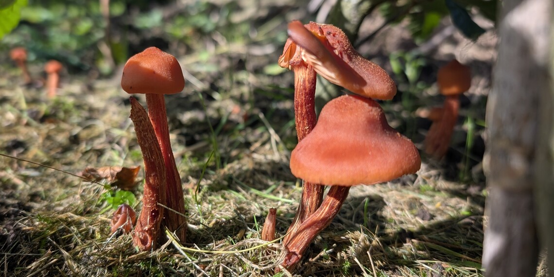 mushrooms2