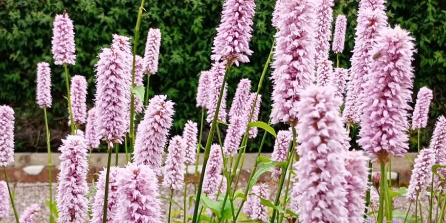 persicaria