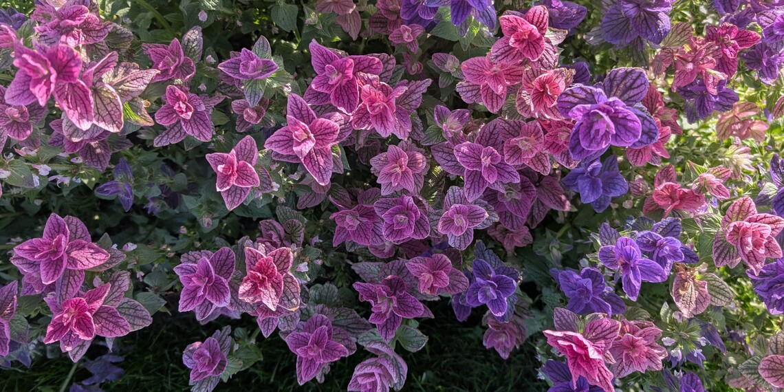sage