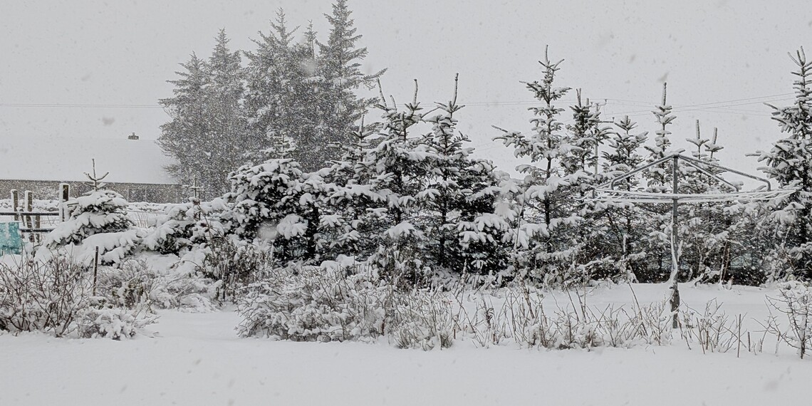 Snowy Trees