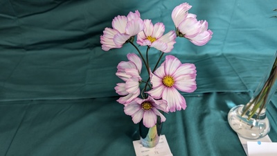 PXL_20240824_092953407.MP