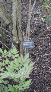 Rosa Glauca Rubrifolia