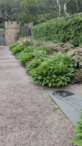 Hostas and rodgersia