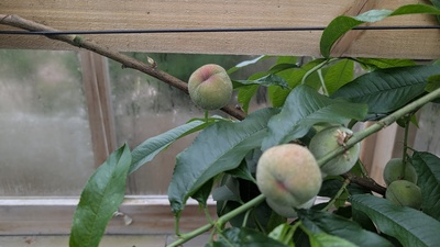 Apricots