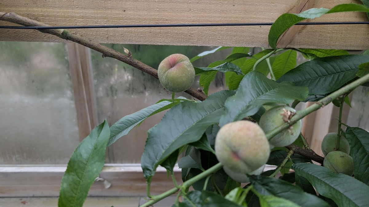 Apricots