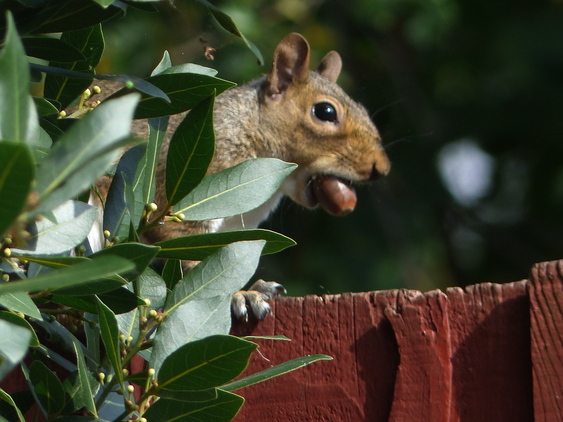 acorn hunter