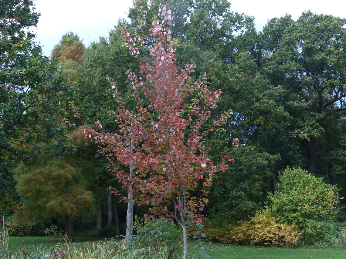 autumn tree