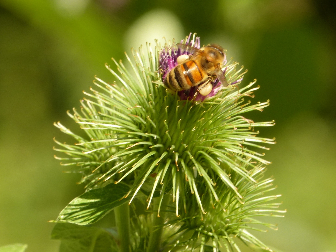 bee on wildflower july