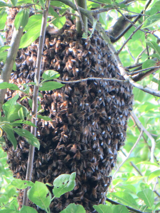 bee swarm