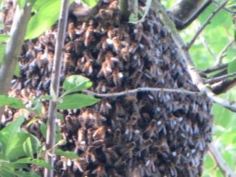 bee swarm