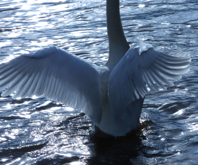 Big Swan