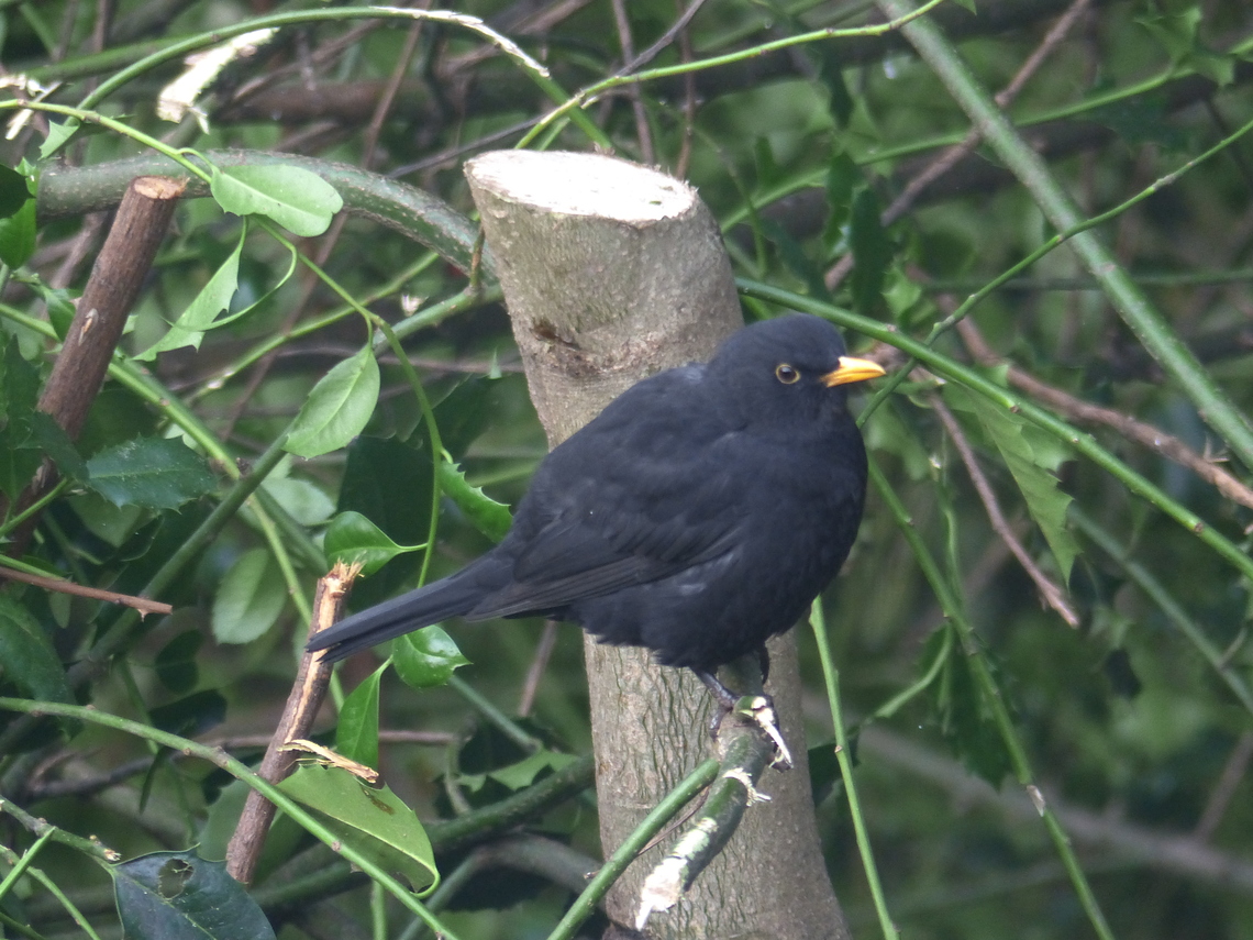 blackbird chopped branch