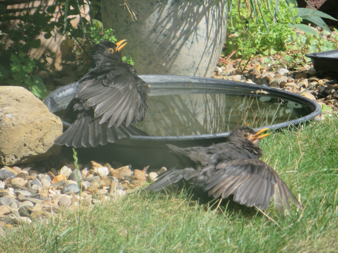 blackbirds sunning