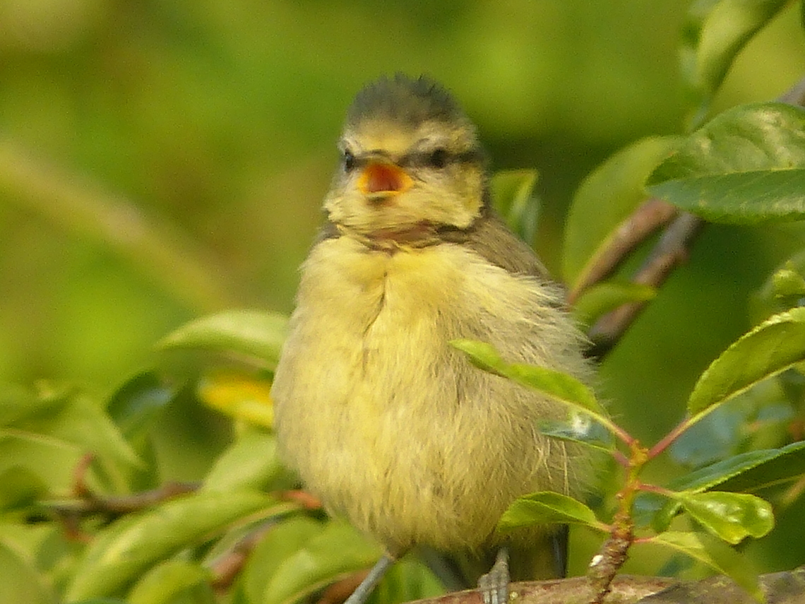 bluetit singer