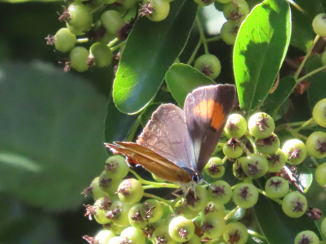 brown hairstreak