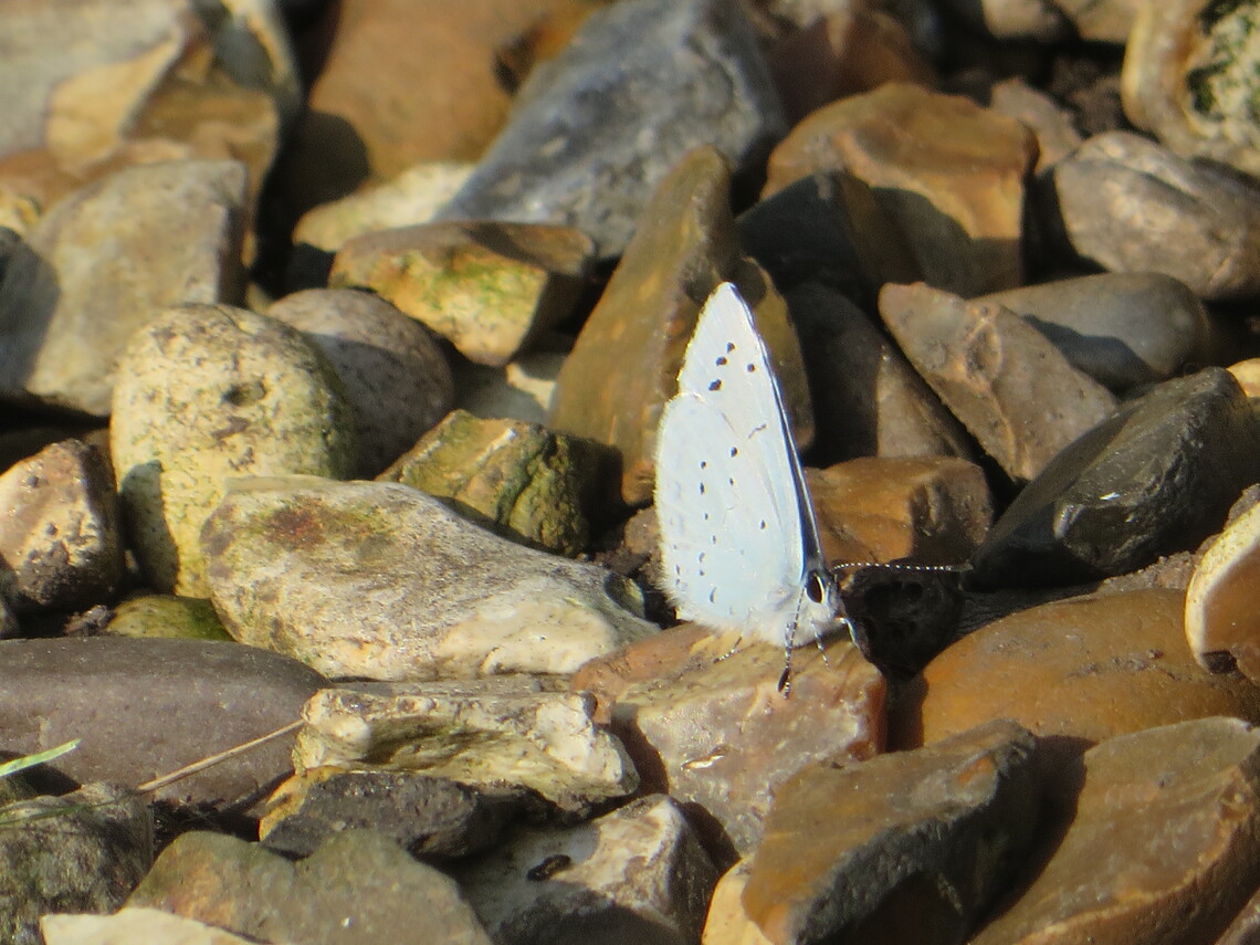 butterfly blue antennae