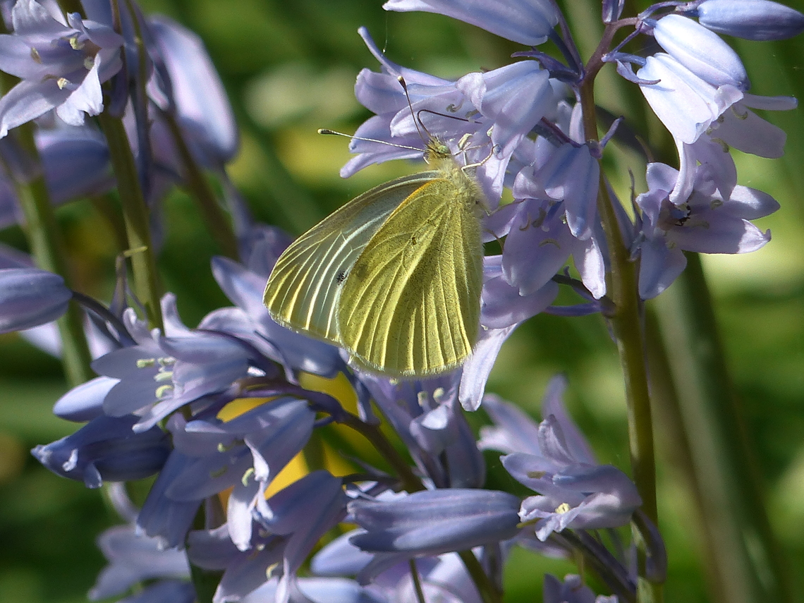 butterfly bluebell