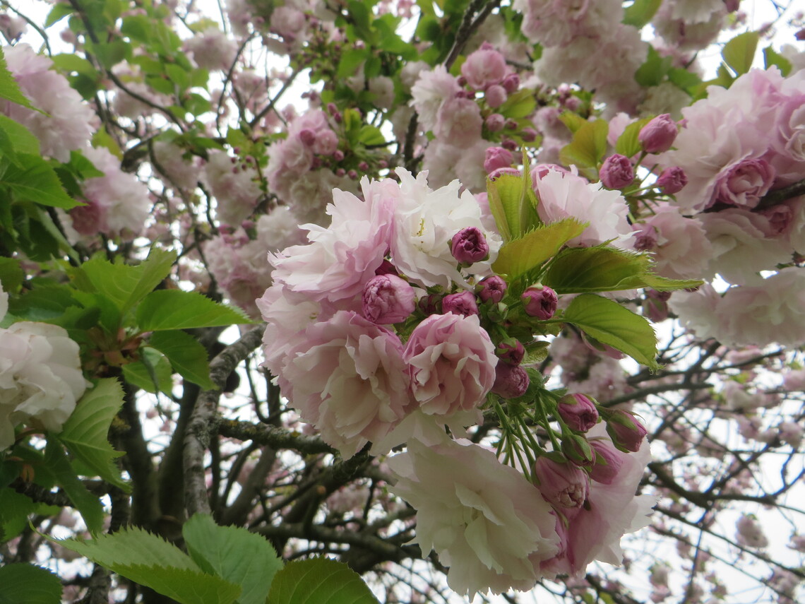 cherry blossom kneller gardens