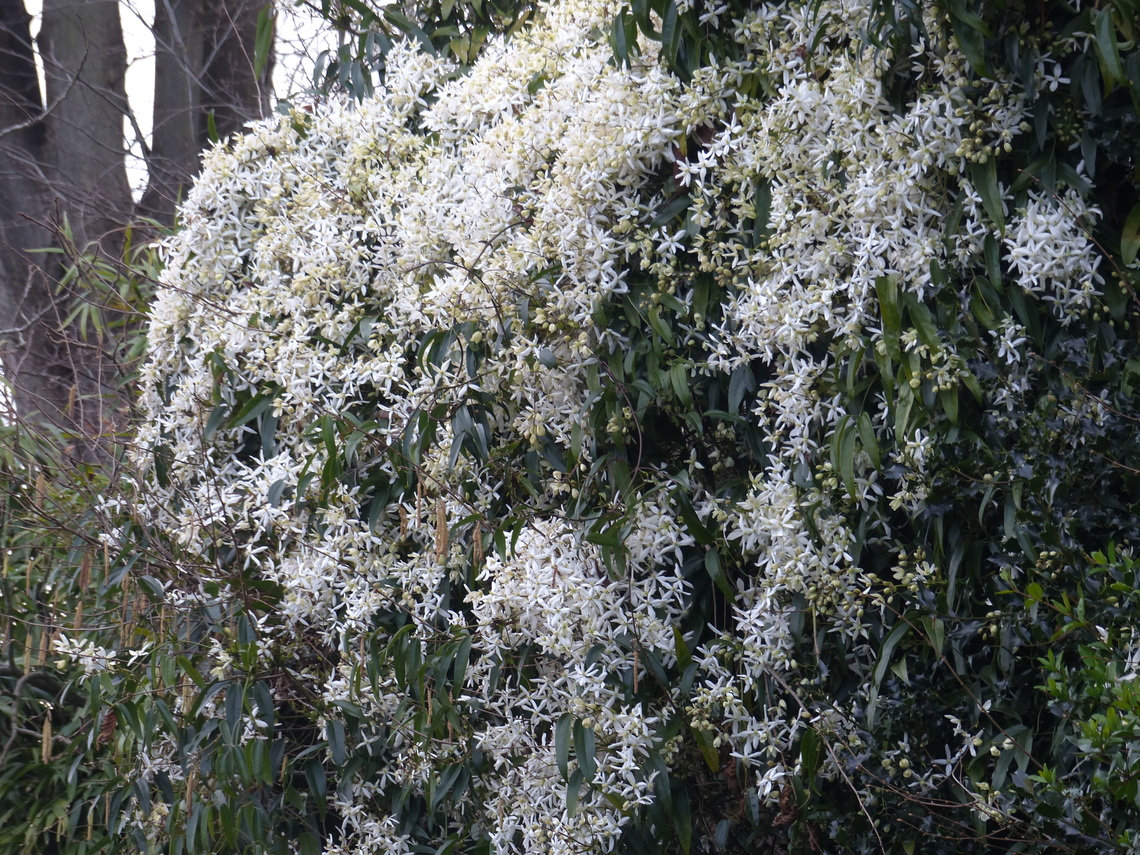 clematis beauty vanilla scent