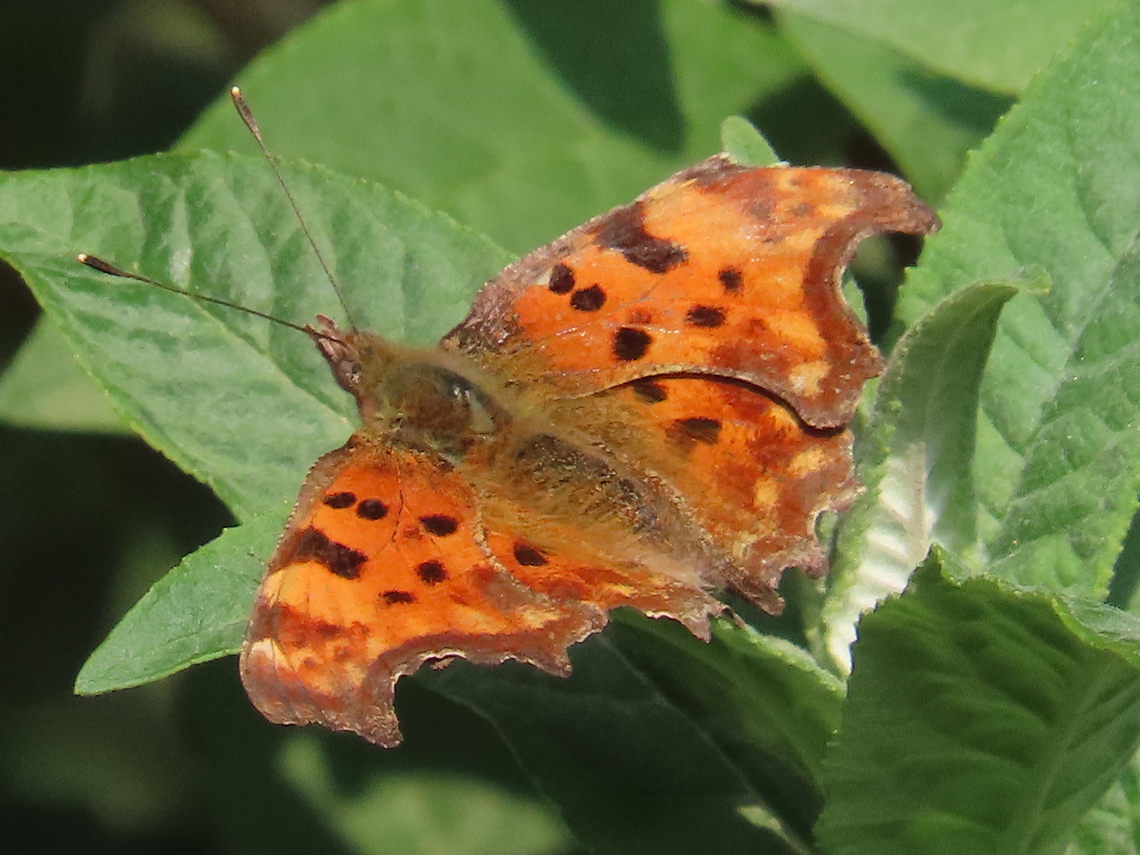 comma
