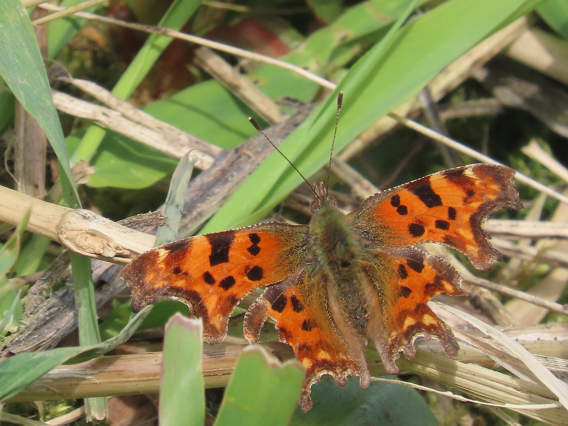 comma