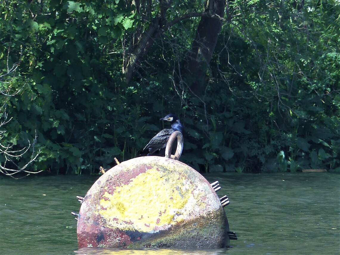 cormorant