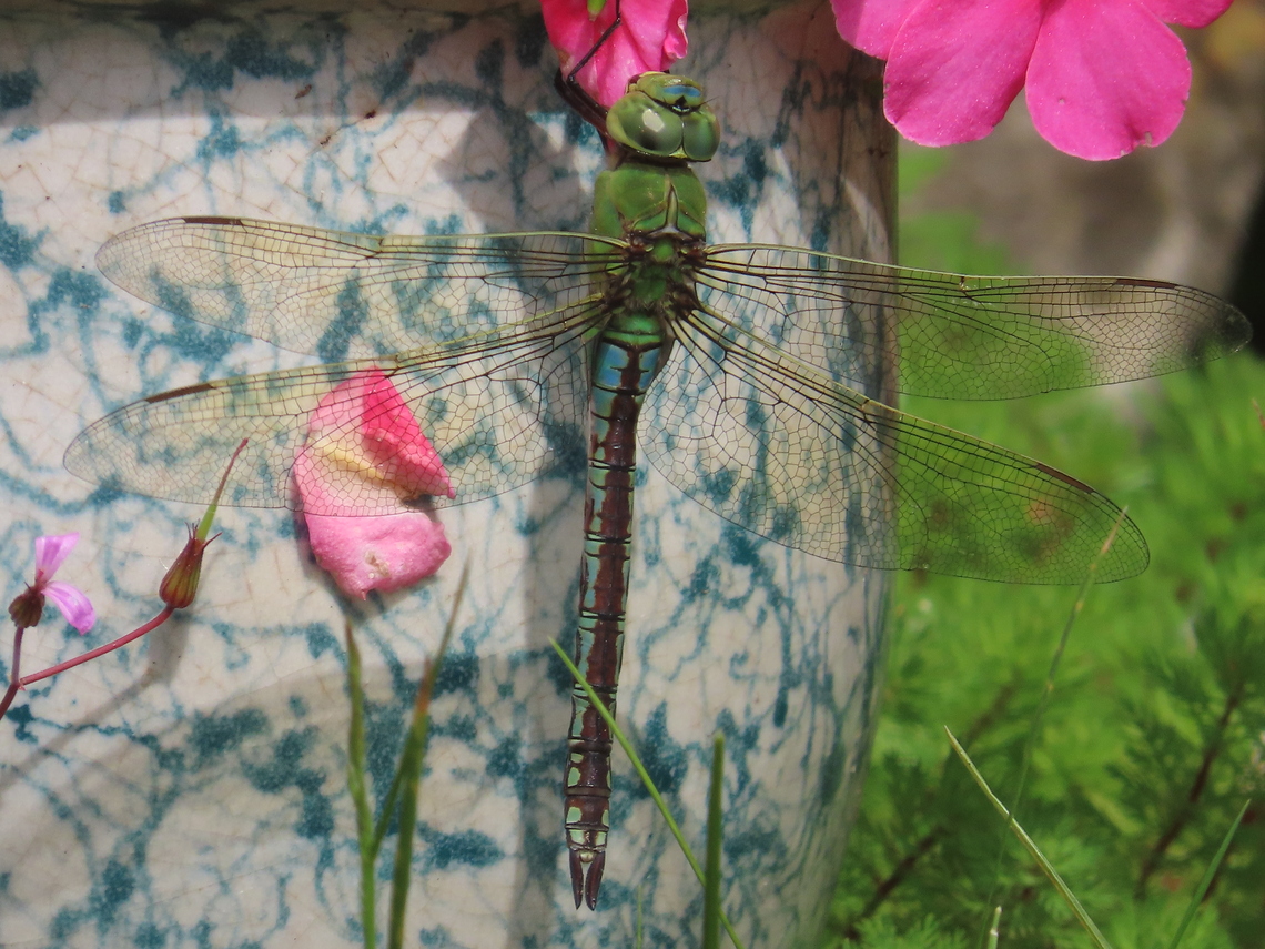 dragonfly
