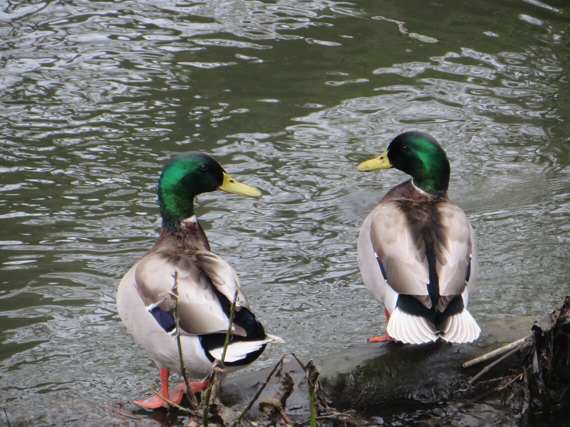 male ducks