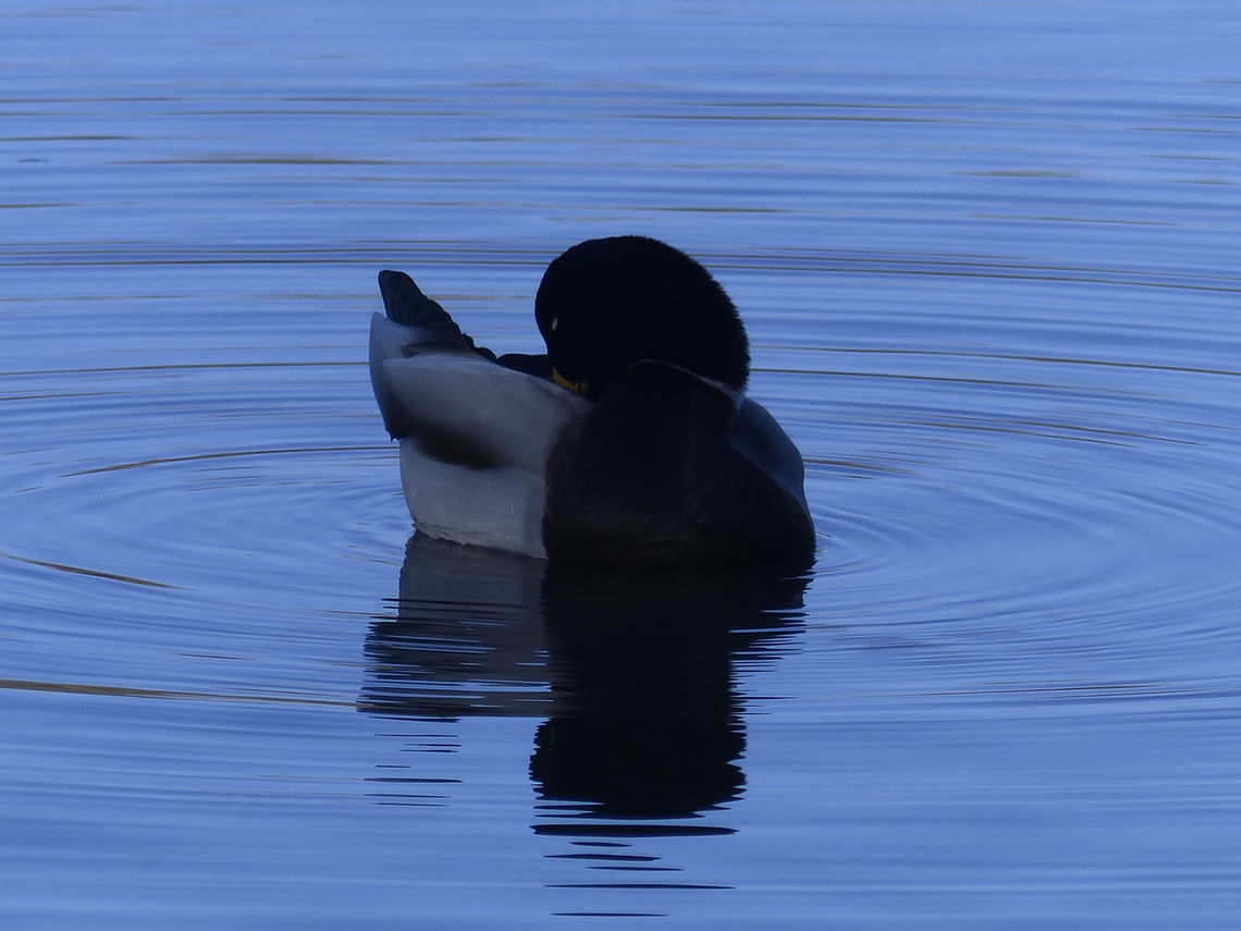 duck blue water