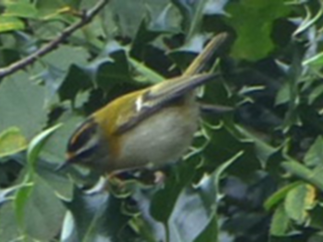 firecrest