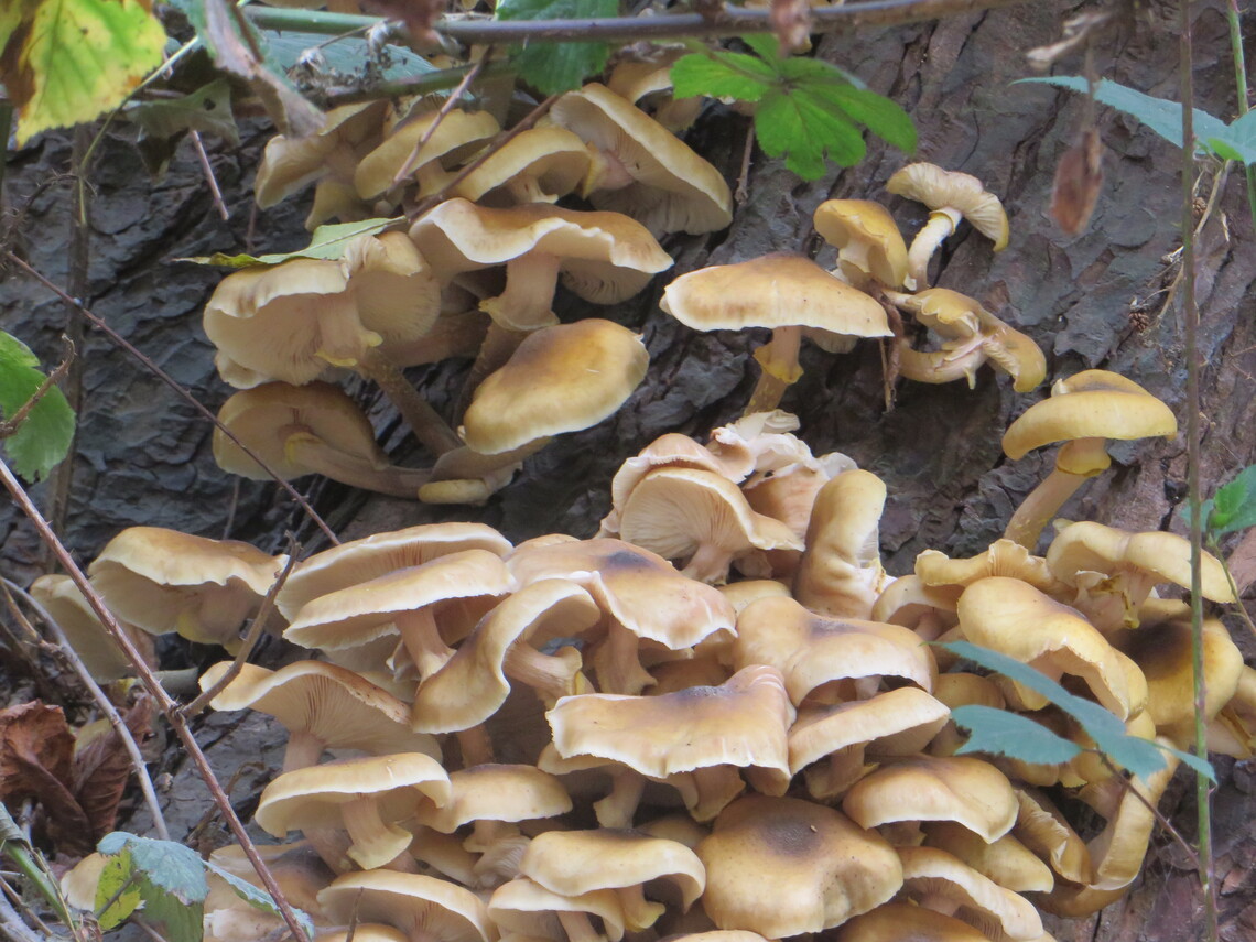 Fungi in the Sanctuary