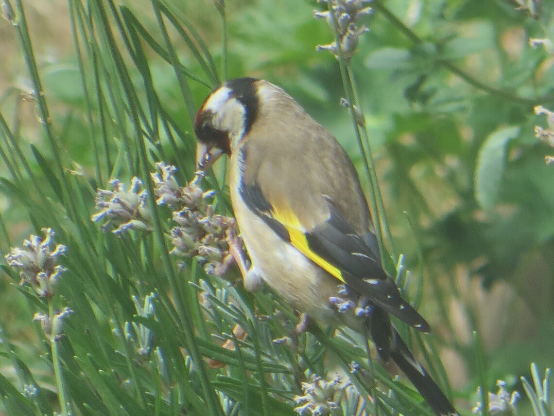 goldfinch lavender