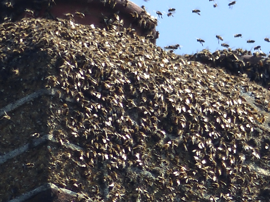 good friday swarm