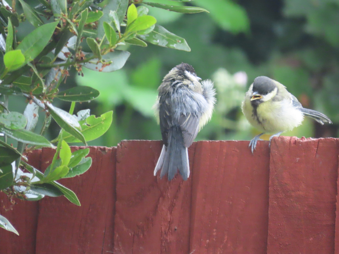 great tit ma and babe