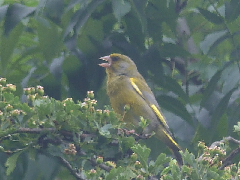 greenfinch